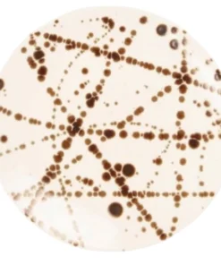 DELANEY BRONZE SPLATTER DINNERWARE | BLUE PHEASANT THE TABLE 11 DELANEY BRONZE SPLATTER DINNERWARE | BLUE PHEASANT THE TABLE