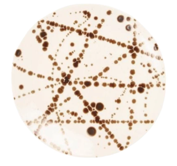 DELANEY BRONZE SPLATTER DINNERWARE | BLUE PHEASANT THE TABLE 4 DELANEY BRONZE SPLATTER DINNERWARE | BLUE PHEASANT THE TABLE